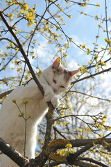 Spring photo of a cat on a flowering tree.

