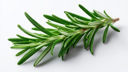 Fototapeta premium Fresh rosemary sprig isolated on a clean white background, close-up shot