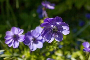 anemone flowers in Keuhenhof in the Netherlands