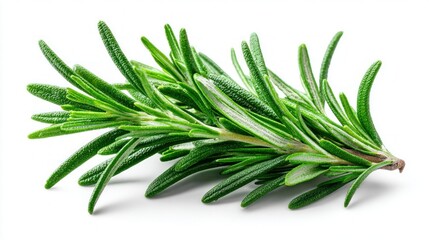 Fototapeta premium Fresh rosemary sprig isolated on a clean white background for culinary use