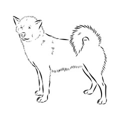 Greenland dog, husky, vector sketch