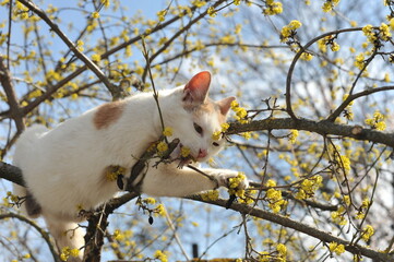 Spring photo of a cat on a flowering tree.

