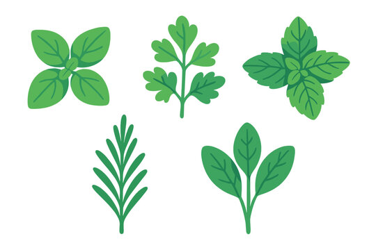 Collection of five common culinary herb leaves isolated on white background