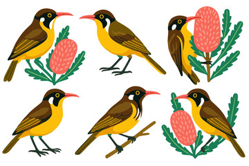 Yellow-faced honeyeater birds with native Australian banksia flower set