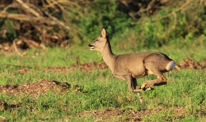 Alors que la chasse au sanglier a démarré, le chevreuil s'éclipse en bondissant.