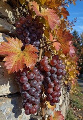 autumn harvest of ripe red grapes hanging against a rustic stone wall with vibrant fall foliage.