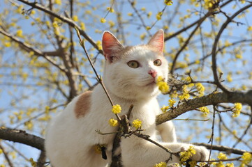 Spring photo of a cat on a flowering tree.

