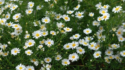 Fototapeta premium A close-up view of numerous white and yellow aster flowers blooming in the garden