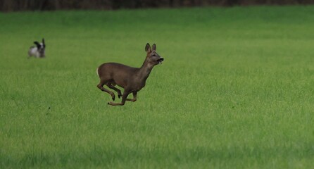 Le chevreuil qui échappe aux chiens de chasse.