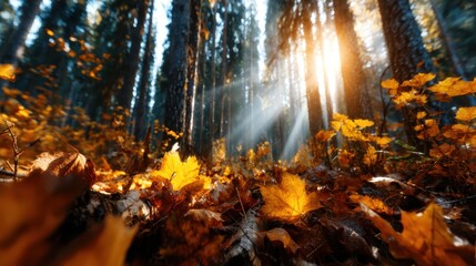 A picturesque forest scene filled with golden autumn leaves illuminated by sunlight, encapsulating the beauty and serenity of nature during the fall season.