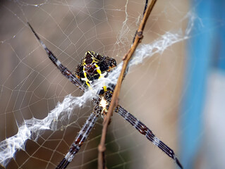 Close-up macro portrait of an Argiope aetherea spider in a tropical garden