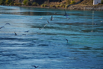 Seagulls and cormorants fly over the reservoir.