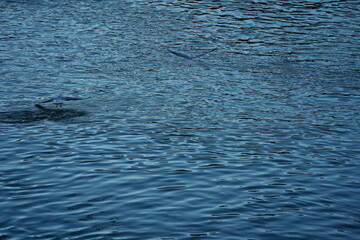 Seagulls and cormorants fly over the reservoir.