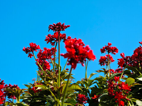 Close up Red Jatropha Plant With Flowers and blue sky