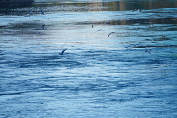 Fototapeta premium Seagulls and cormorants fly over the reservoir.
