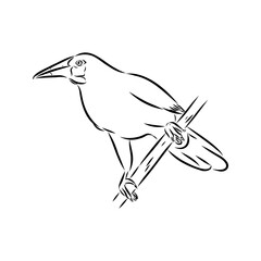 oropendola, wild bird, vector sketch