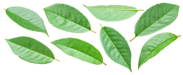 Set of cherry leaves isolated on white background. File contains clipping paths.