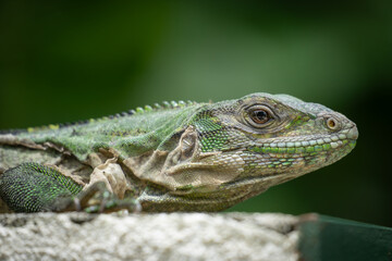 green iguana on a branch close up