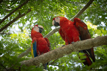 red and yellow macaw close up