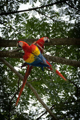 scarlet macaw parrot
