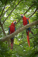 blue and yellow macaw ara ararauna
