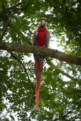 parrot on a tree