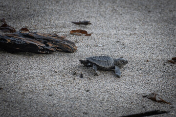 turtle on the sand