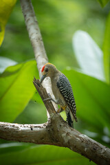 beautiful woodpecker eating some ants