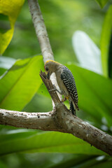 Woodpecker on branch