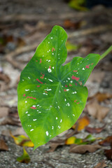 green leaf with white and red dots
