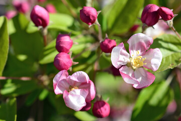 Obraz premium Vibrant Pink and White Crabapple Blossoms in Spring Sunlight close up