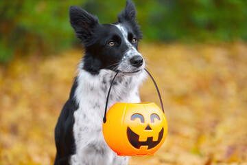 Cute Border Collie dog with pumpkin shaped basket in autumn park