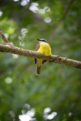 beautiful birds of Costa Rica
