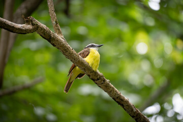 great tit on a branch