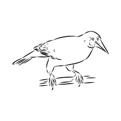 oropendola, wild bird, vector sketch