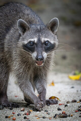 close up raccoon eating
