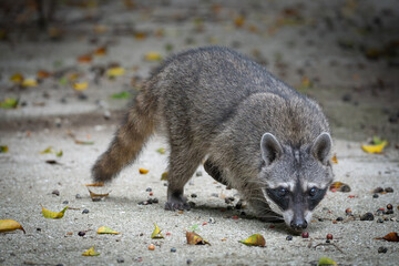 Raccoon n in the jungle
