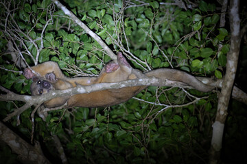 Kinkajou chilling in a tree at night