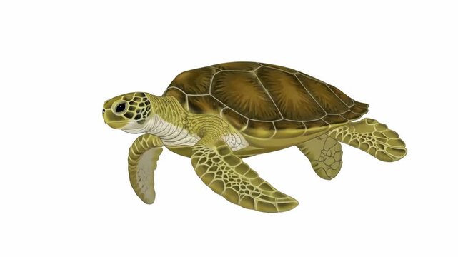 Green Sea Turtle Swimming Illustration Isolated on White Background.