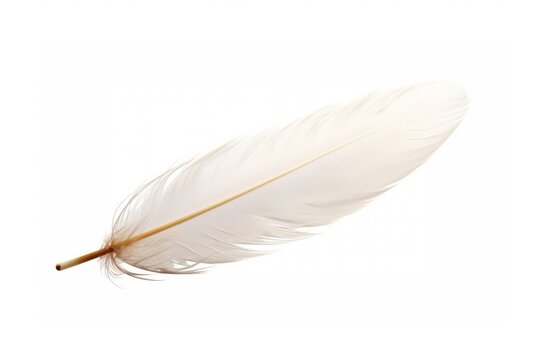 White Dove feather white background lightweight accessories.