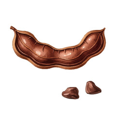 Watercolor-style tamarind illustration