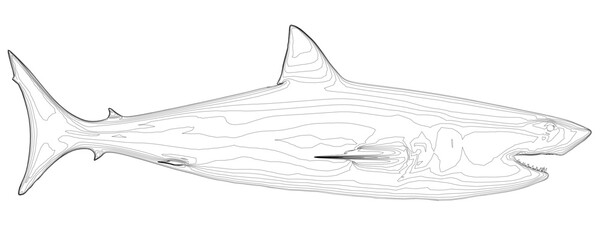 Great white shark contour drawing with open mouth on a white background. Side view