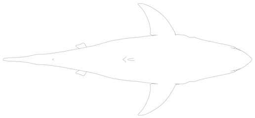 Fototapeta premium Great white shark contour drawing in black and white, with open mouth and spread fins creating a menacing, dynamic appearance. Top view
