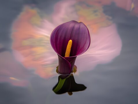 Red tulip floating in the sky on a black background - Powered by Adobe