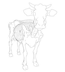 Zombie cow skeleton illustration with terrifying detailed bone structure and clean contour lines. This monochrome illustration features a complete bovine anatomy on plain white background.