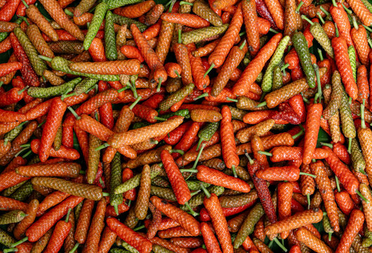 Thippilli also known as Indian long peppers
