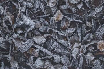 Delicate frost coats a variety of leaves on the ground, creating a beautiful winter scene. The intricate patterns of ice highlight the cold morning atmosphere and the beauty of nature.