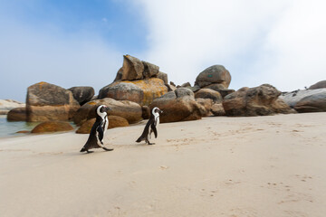 African penguins (Spheniscus demersus) walking on the beach at Boulders Beach near Cape Town, South...