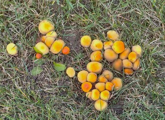 Close-Up of Orange False Honey Mushrooms Growing in Dry Autumn Grass