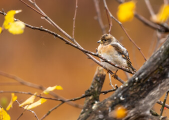 Brambling - Fringilla montifringilla